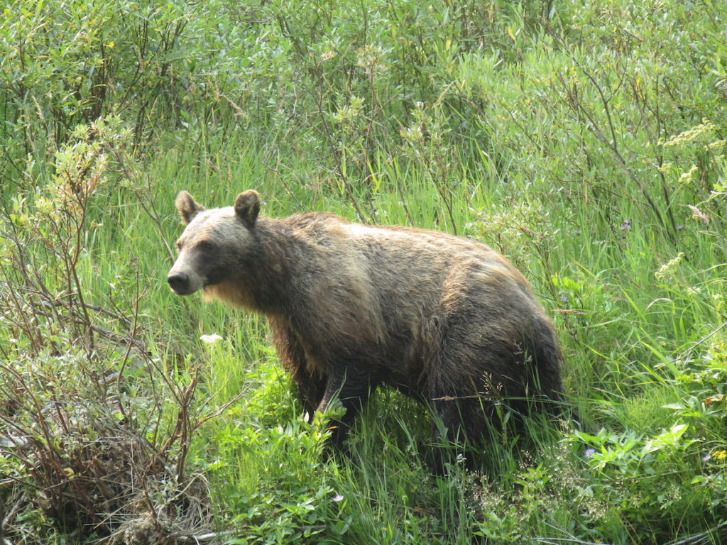 Bear in Glacier National Park