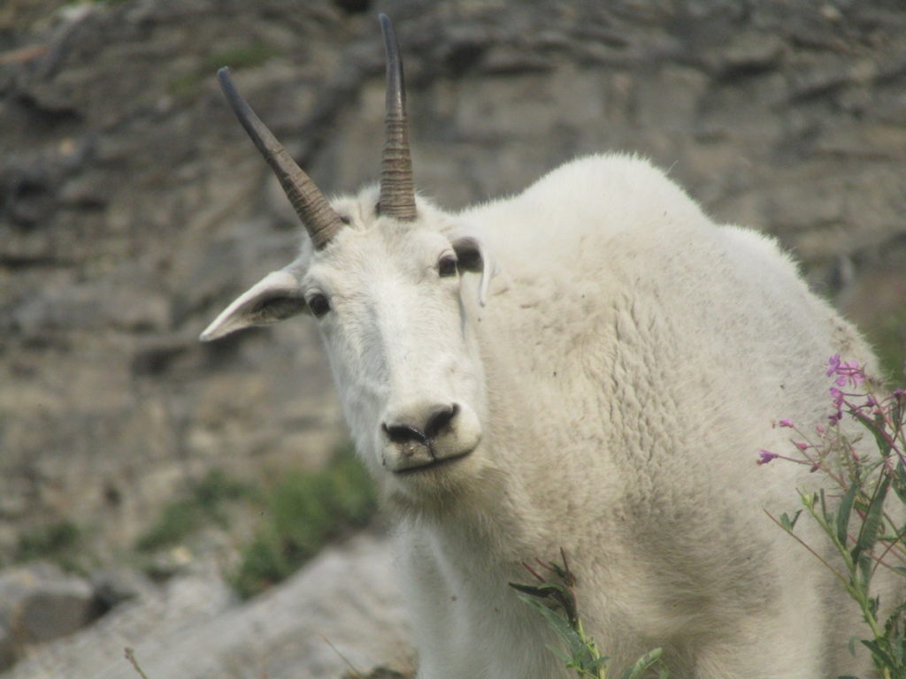 Mountain goat in Glacier National Park