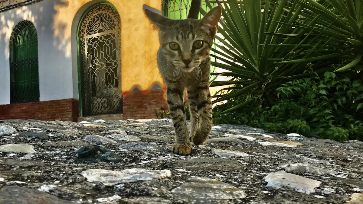 cat travel to spain